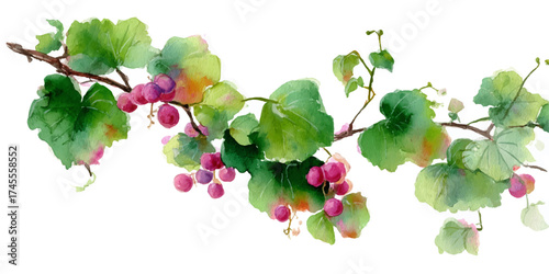 A watercolor painting of a grapevine with ripe purple grapes and lush green leaves, isolated on a transparent background. This artwork captures the natural beauty of a vineyard.