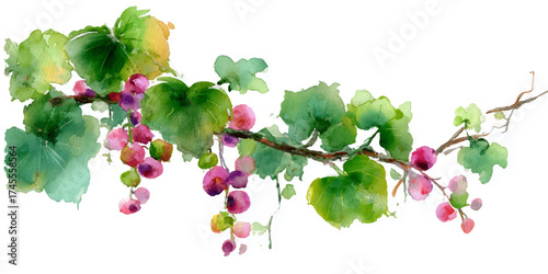 A delicate watercolor painting of a grape vine with clusters of ripe purple grapes and lush green leaves, isolated on a transparent background.