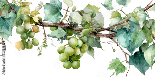 A watercolor painting of a cluster of unripe green grapes hanging from a vine with lush leaves, isolated on a transparent background.