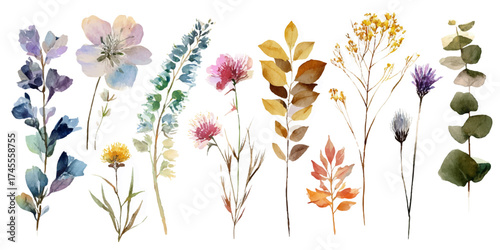 A collection of delicate watercolor illustrations featuring various wildflowers, leaves, and botanical elements, presented isolated on a transparent background for easy design integration.