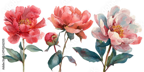 A delicate watercolor illustration of three blooming peonies in shades of coral, pink, and pale blue, with green leaves, isolated on a transparent background.