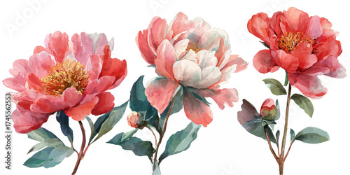 Three delicate watercolor peonies in shades of coral and pink, with green leaves and stems, isolated on a transparent background.