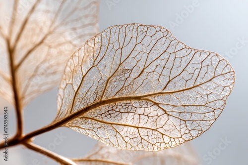 Delicate skeletal leaf stru...