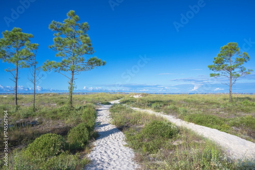 white sand pathway to the Gulf of Mexico to Windmark Beach, Port St. Joe, Florida, USA, pine tree,s blue sky with low level clouds