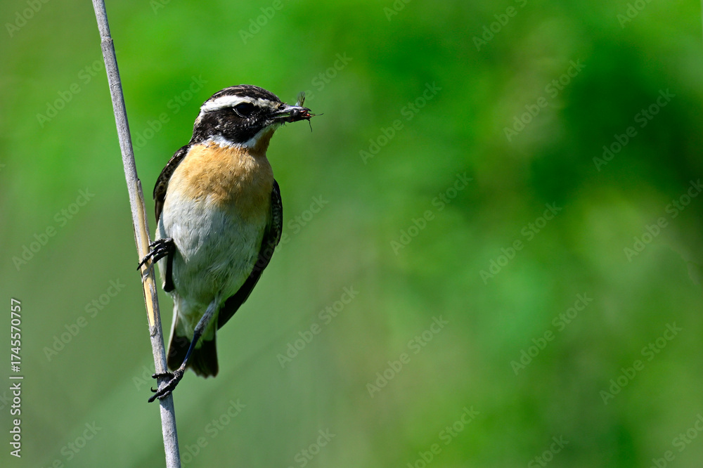 Fototapeta premium Braunkehlchen (Saxicola rubetra) mit Ameise im Schnabel // Whinchat (Saxicola rubetra) with ant in its beak 