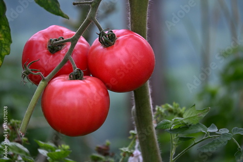 Red green and yellow tomatoes in a farmer's greenhouse. healthy vegetables