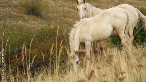 beautiful creamello  wild horses grazing  on top mountain. 1200m on Black sea. cloudy evening