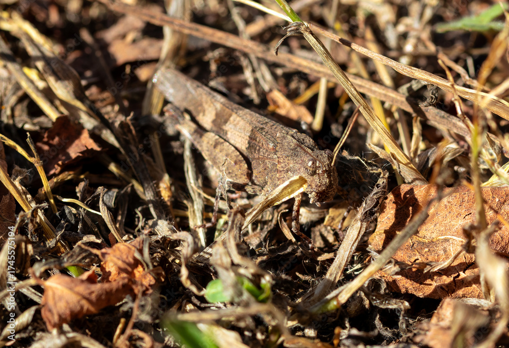 Obraz premium A large brown grasshopper in dry grass