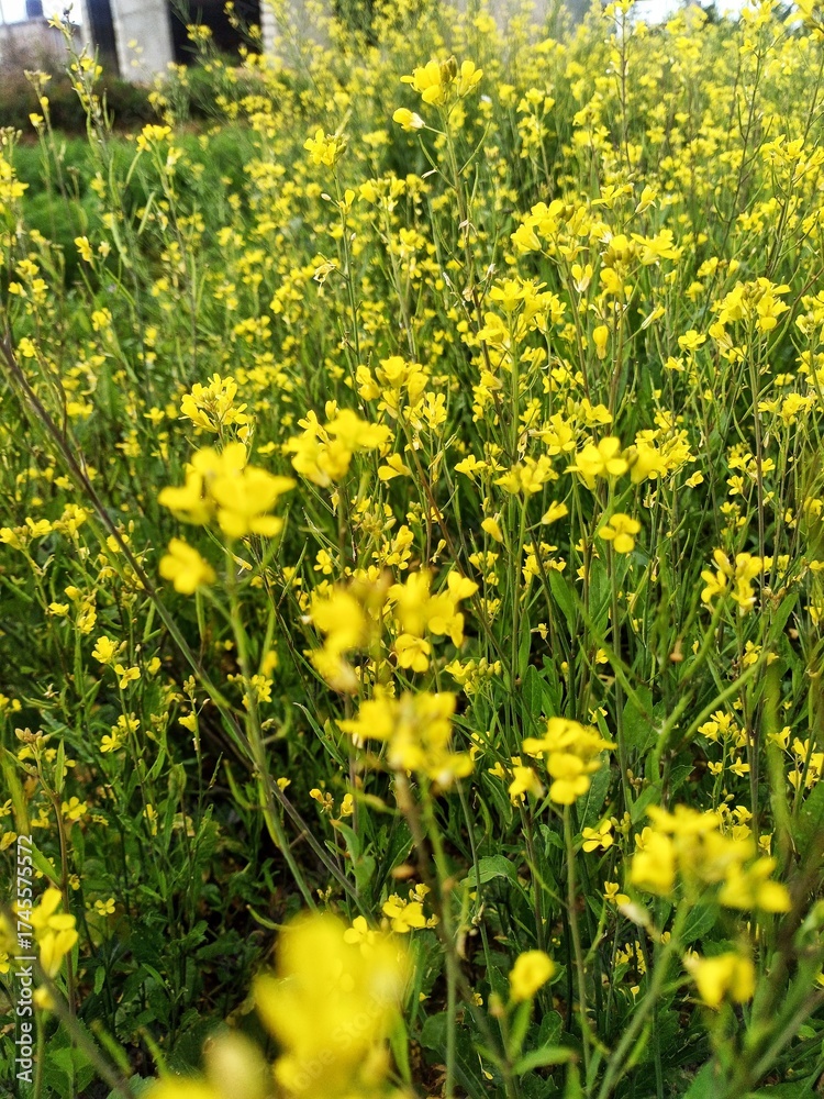 Obraz premium field of dandelions