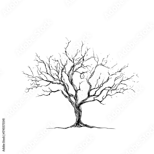 Black and white tree drawing illustration for nature lovers and art enthusiasts with bare branches design tree art