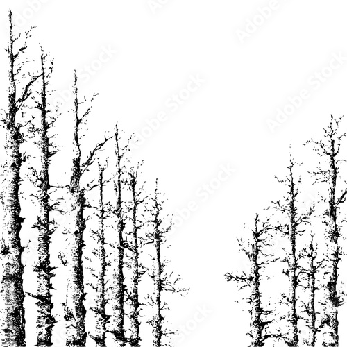 Black and white birch trees forest illustration drawing landscape nature scene silhouette graphic design element