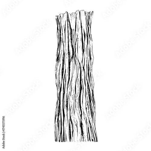 Detailed bark texture illustration of tree trunk for nature and forest design elements and organic backgrounds