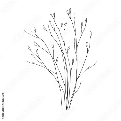 Minimalist botanical line art drawing of plant stems and buds for wall art and graphic design projects
