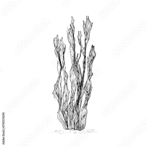 Detailed artistic seaweed kelp forest illustration black and white drawing for nature lovers and designers