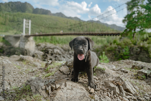 portrait of a happy black Labrador puppy