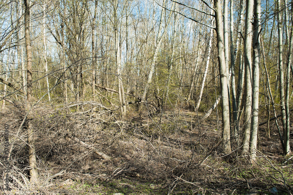 Obraz premium dry branches in the forest after winter in spring