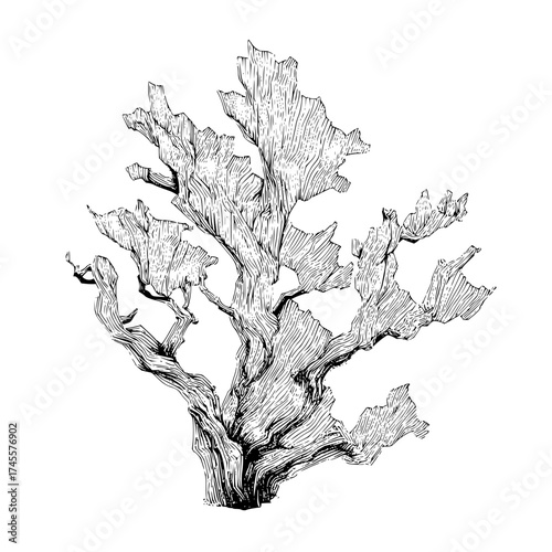Detailed line art drawing of a tree with textured bark perfect for botanical illustration projects and designs