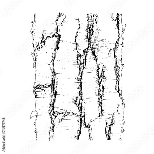 Detailed birch tree bark texture vector illustration for graphic design and background use, nature inspired art