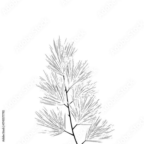 Black and white pine tree branch illustration for nature lovers and botanical art collectors and designers