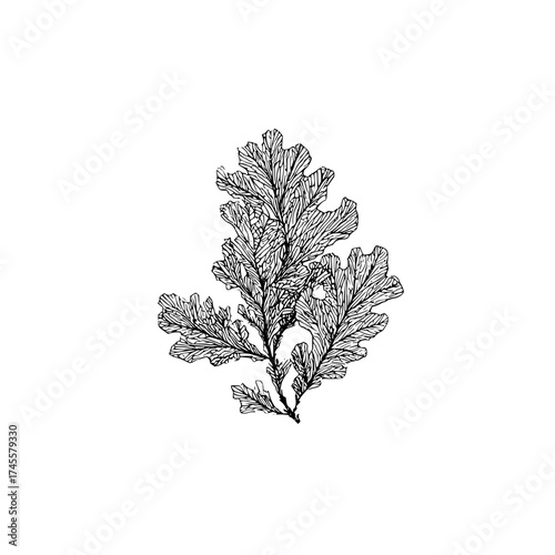 Detailed seaweed drawing black and white botanical illustration algae marine plant ocean art sea life vintage style design