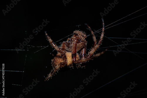 Spider Suspended In Silk Web