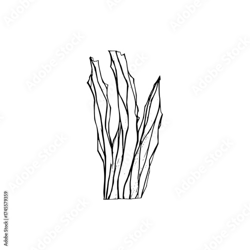 Black and white seaweed drawing vector illustration aquatic plant ocean sea kelp algae marine life lineart artwork 100