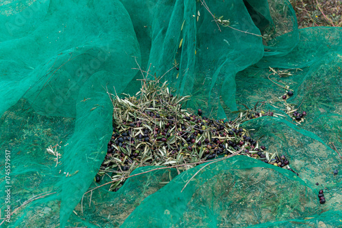 Ancient Ritual: Handpicked Mediterranean Olive Harvest