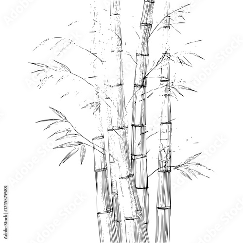 Bamboo forest drawing black and white sketch nature zen asian plant stem stalk leaves botanical illustration art 100