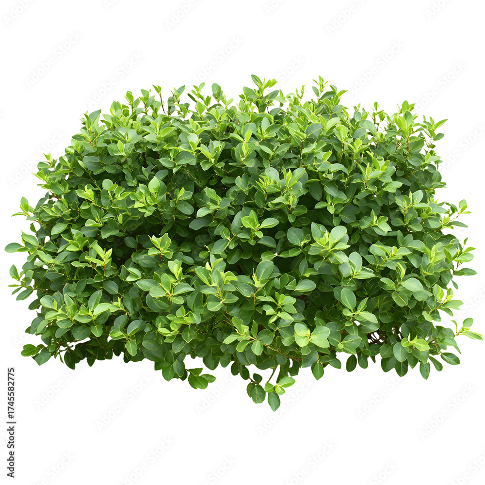 Fototapeta premium Green Garden Bushes Background: Beautiful Isolated Plant for Designs