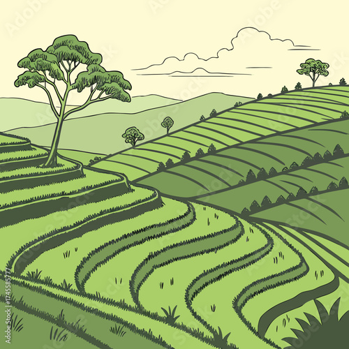 Vector art of rice terraces on a hillside