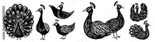 Elegant Peacock Illustrations Set: Decorative Bird Graphics for Wildlife Conservation Projects, Ornamental Fashion Design, or Indian Art Prints with Detailed Feathers in Classic Black and White for Cr