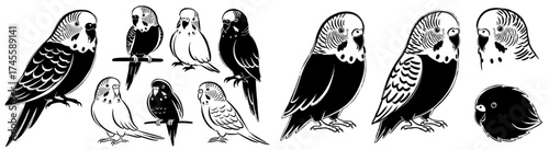 Detailed Budgerigar Bird Silhouettes Collection for Ornithology Studies, Pet Store Branding, and Wildlife Conservation Designs Featuring Isolated Vector Parakeets in Artistic Animal Illustrations for