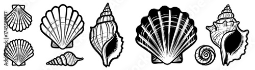 Assorted Sea Shells Collection Etched Marine Life Icons, Artistic Seaside Illustrations, Summer Beach Coastal Design Elements, Tropical Ocean Treasures, Natural History Art, Vintage Nautical Decoratio