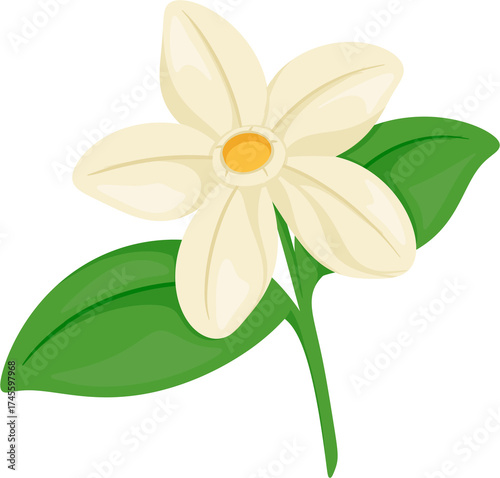 illustration philippine sampaguita flower