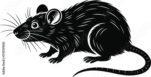 Detailed vector drawing of a black rat rodent pest illustration design art on transparent background