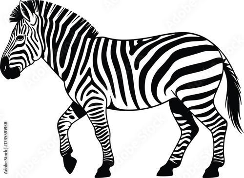 Black and white zebra illustration walking african wildlife animal design on transparent background