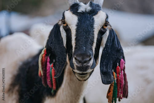 Portrait of an adult goat, showing its wool marks on its ears