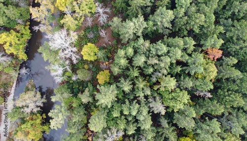 Aerial drone view of a dense green forest canopy with winding river and patches of autumn-colored trees in early fall