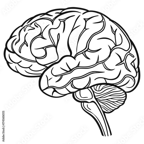Vector illustration of a hand drawn, black and white brain against a white background
