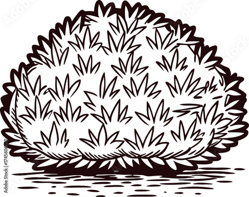 Hand drawn bush shrub illustration vintage black line sketch of dense leafy garden plant isolated on white background
