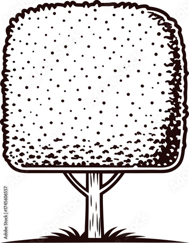 Hand drawn stylized boxwood topiary tree with square foliage in vintage engraved illustration