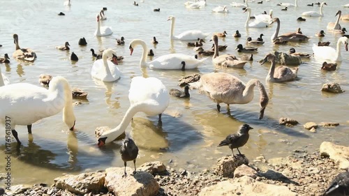 white beautiful swan feeding in lake at sunny day. close up