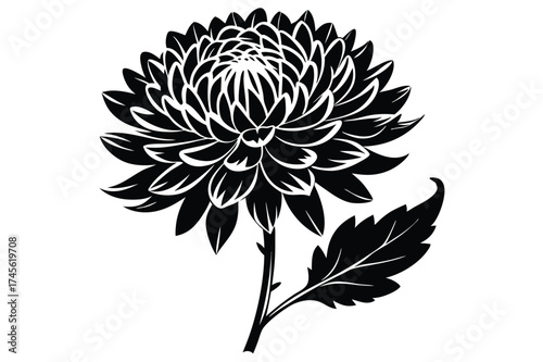Graphic Illustration of a Blooming Chrysanthemum with Detailed Petals and a Leaf