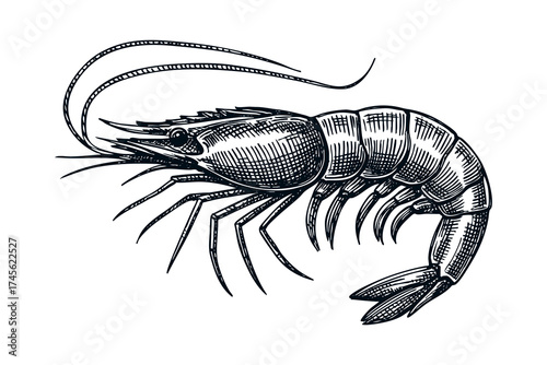Vintage illustration of a shrimp or prawn in engraving style, detailed black and white drawing perfect for seafood and marine design themes.
