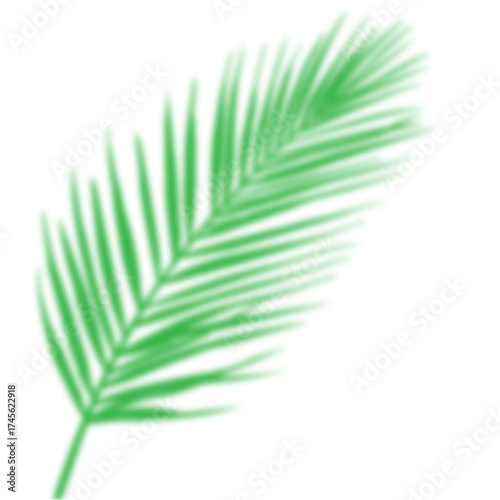 palm leaf isolated on white