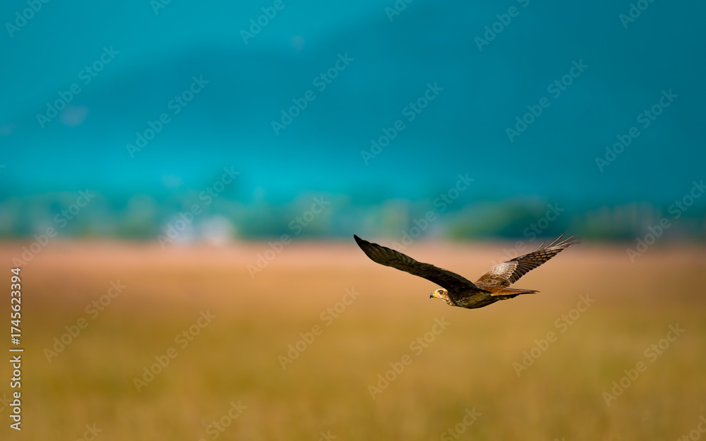 Φωτογραφία A majestic Laggar Falcon soars low over the golden grasslands of Tal Chhapar Sanctuary, Rajasthan