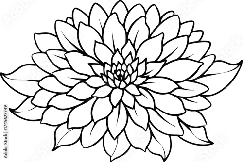 Detailed Black and White Line Art Illustration of a Blooming Dahlia Flower Head