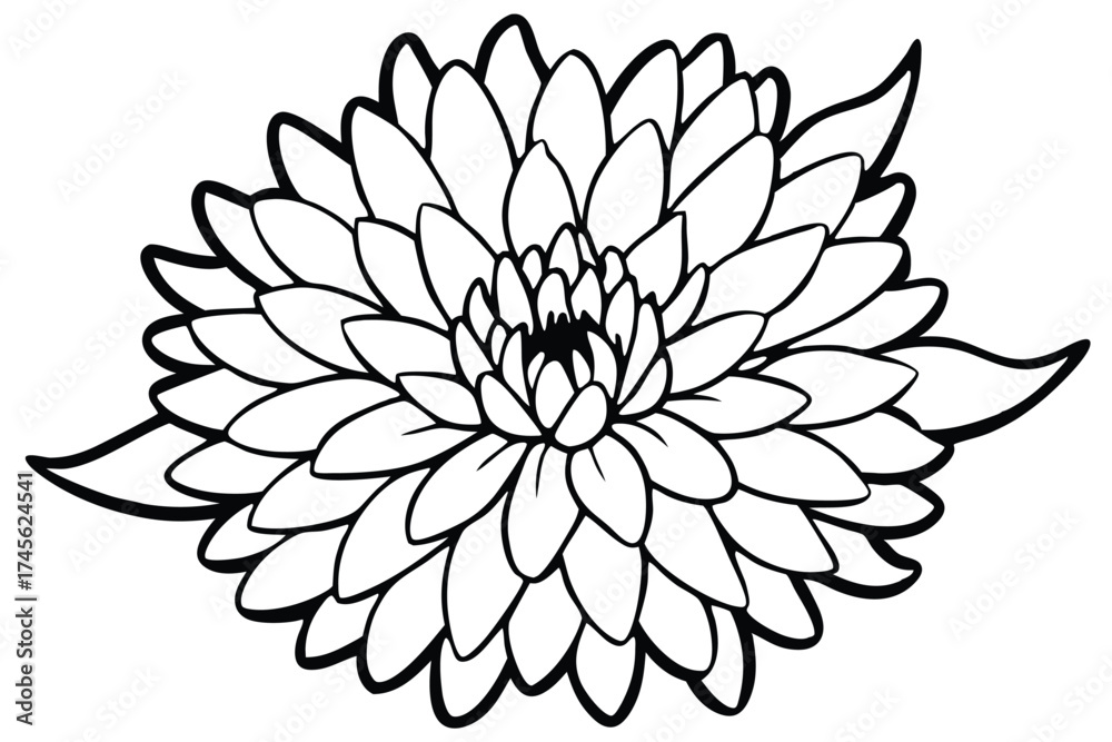 Obraz premium Black and White Outline Illustration of a Chrysanthemum Flower with Petals and Leaves