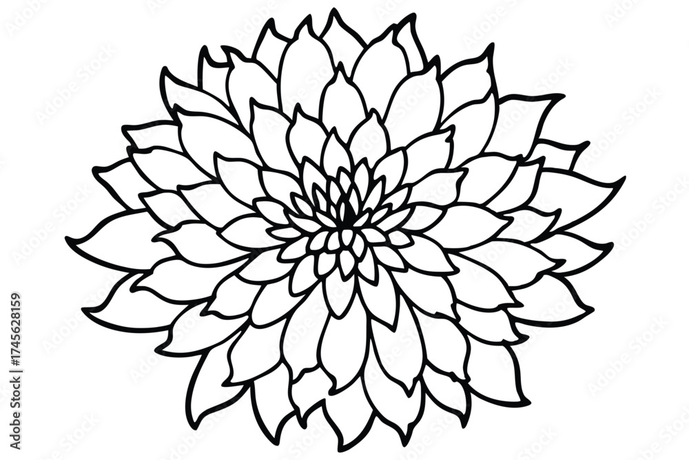 Obraz premium Black and White Line Drawing of a Blooming Chrysanthemum Flower Illustration
