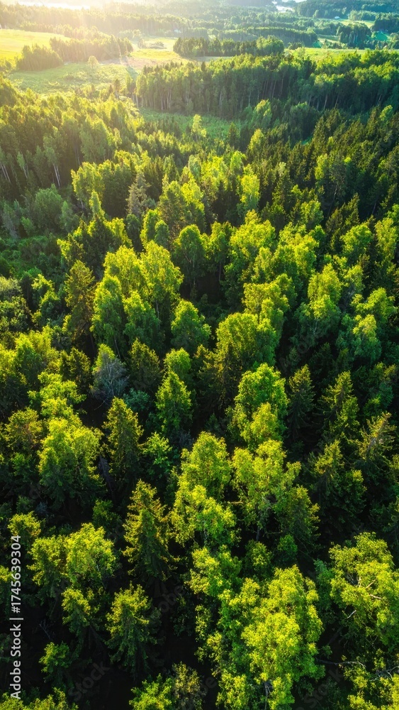 Obraz premium Aerial view of lush green forest, dappled sunlight filtering through trees